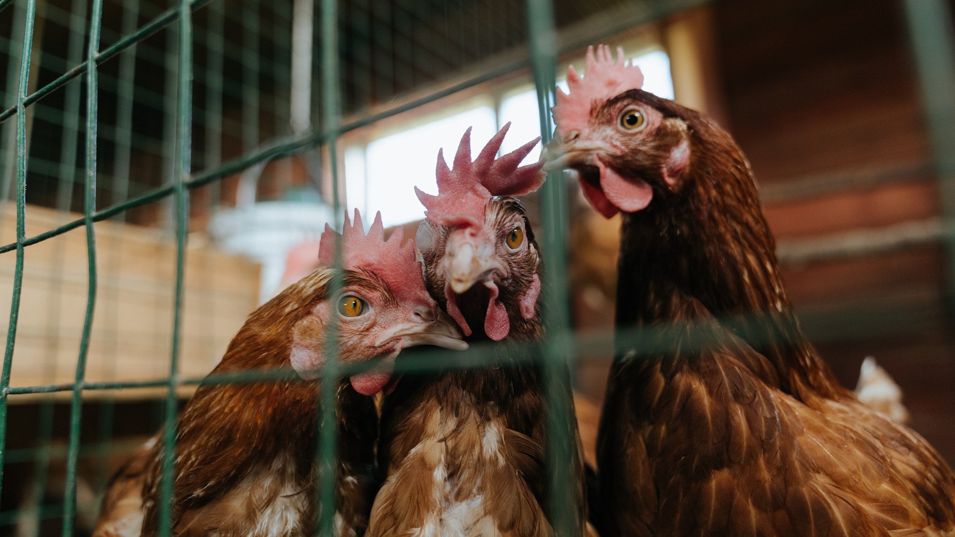 雷火电竞简介-辽宁战灰熊，当东方铁骑横扫西方峡谷