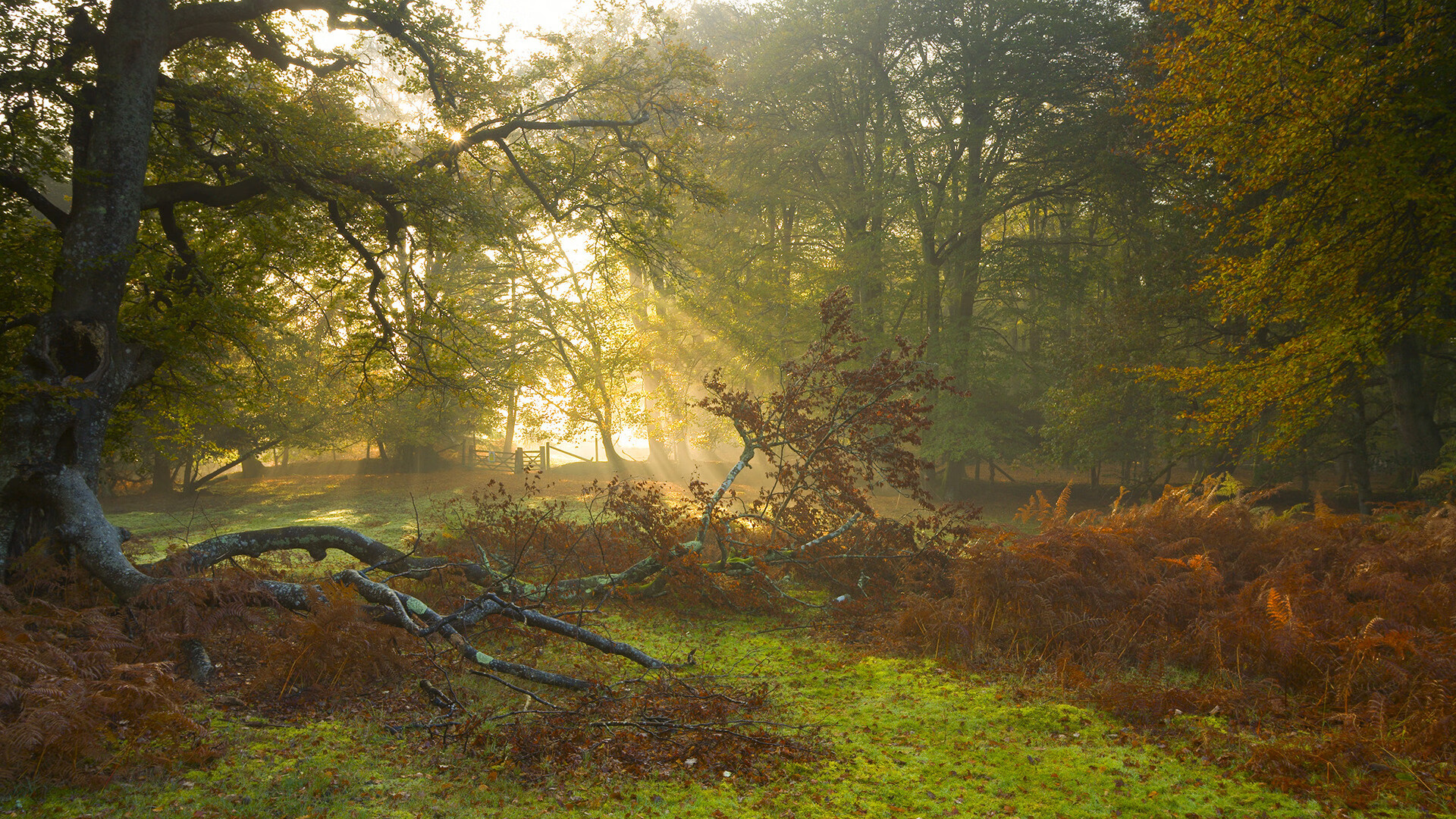 跨越海洋的绝杀与主宰,开拓者惊魂辽宁,切特总决赛封神夜