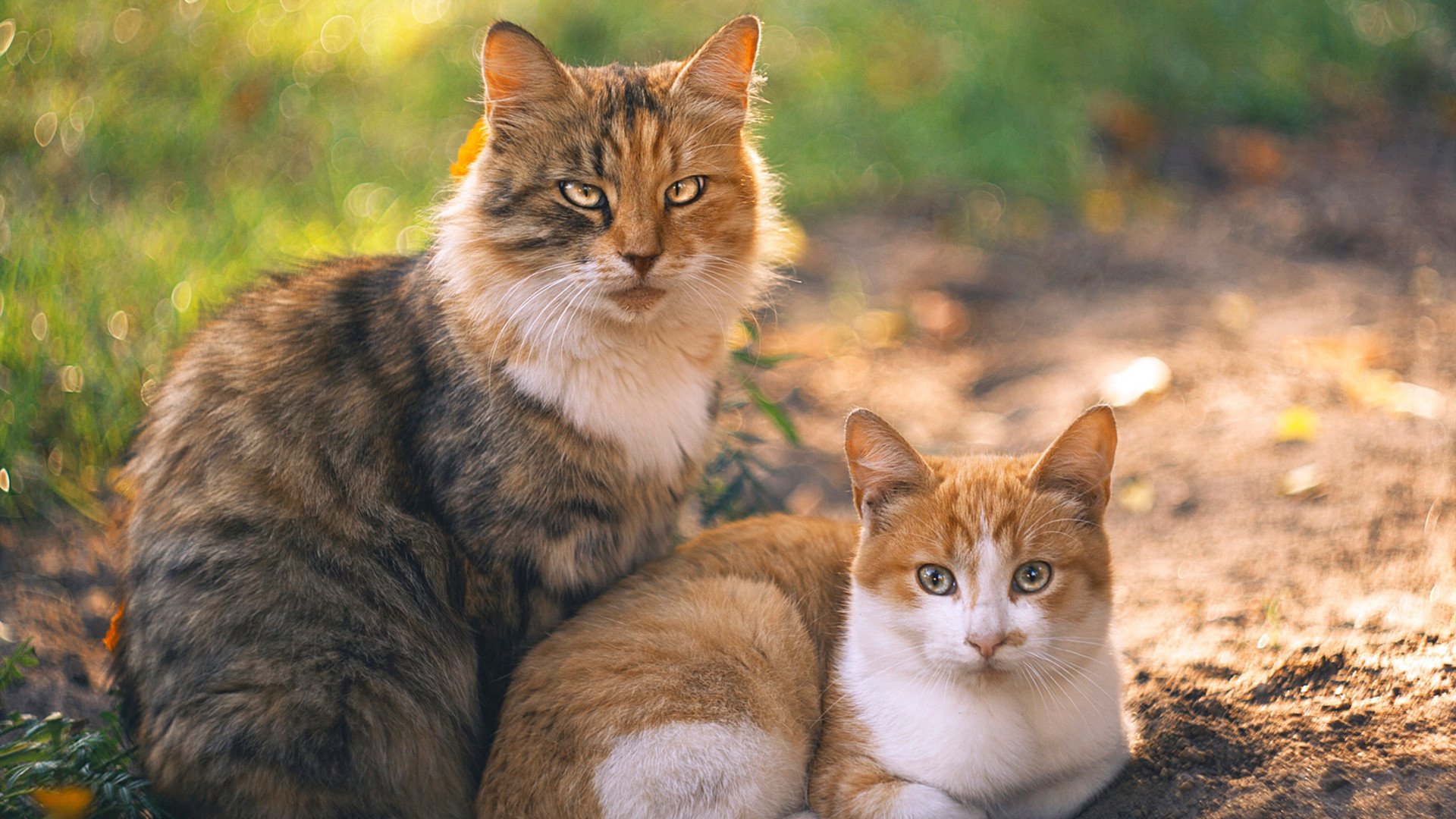 黑黄洪流冲垮老妇人，戈麦斯于无声处听惊雷