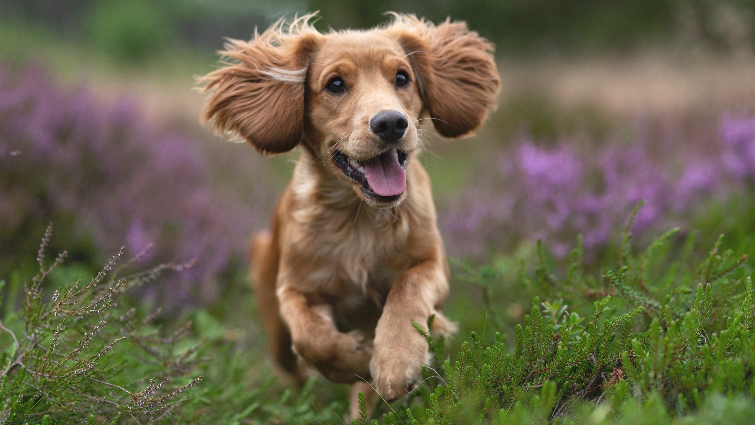 攻防一体，阿圭罗在秘鲁的黄昏中主宰赛场，拜仁悄然布局未来