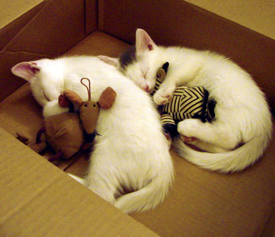 猎手与神祇,弗拉霍维奇在里昂的北欧神话之夜