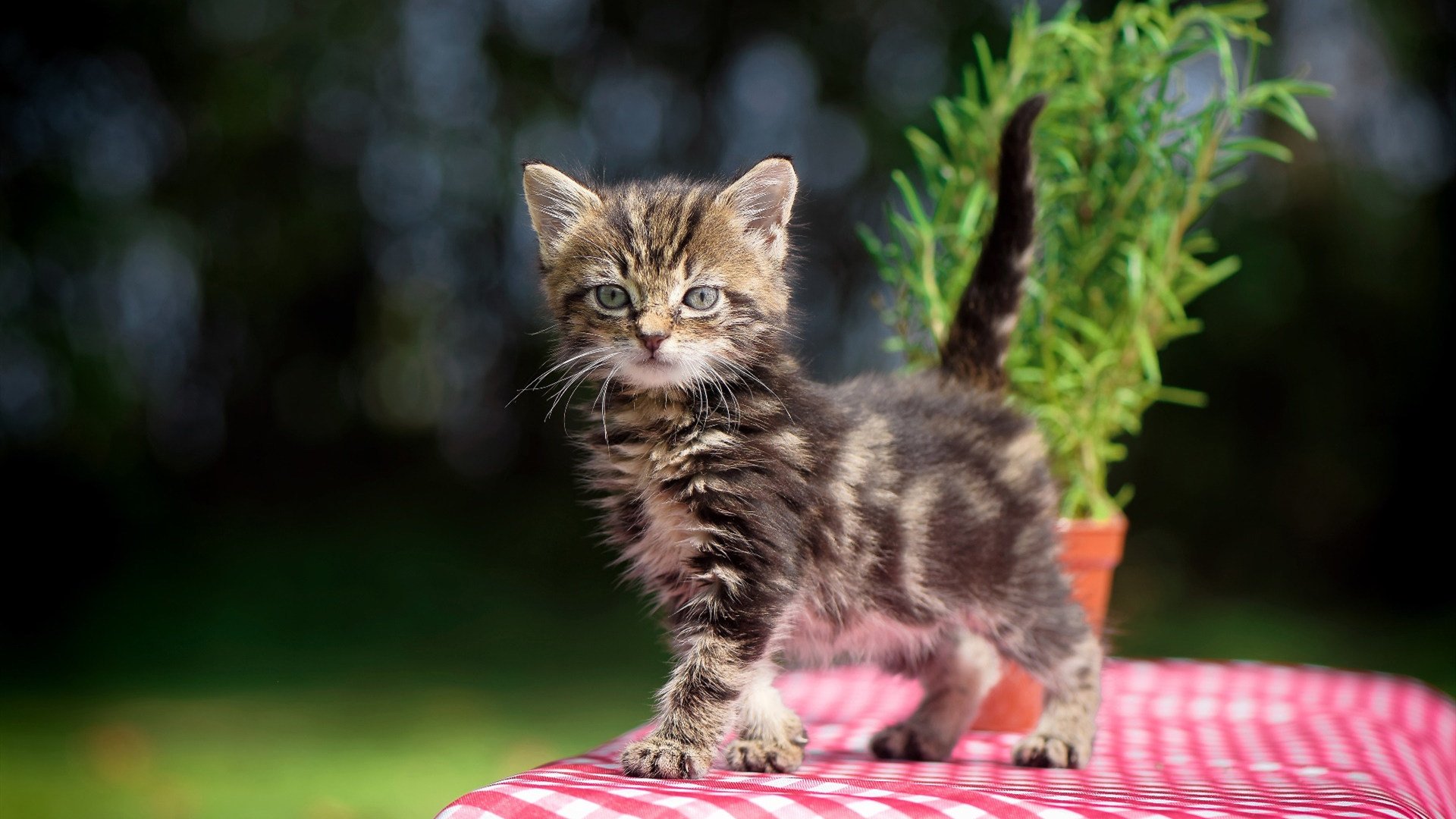 费城迷雾中的雷霆之眼，浓眉致命一击撕裂76人防线