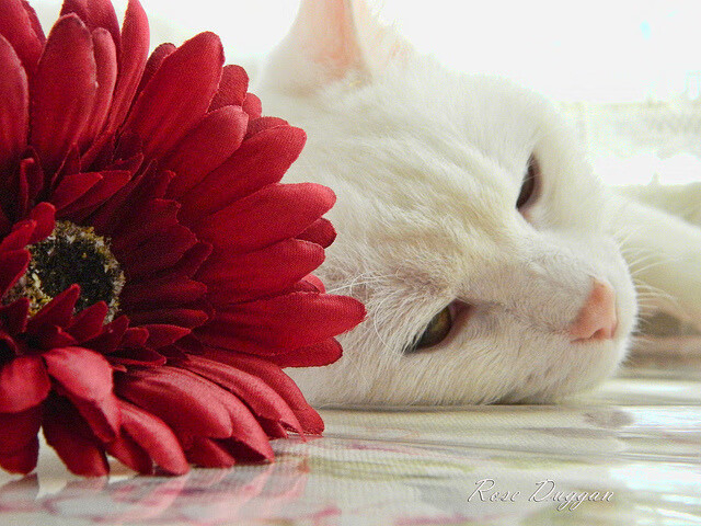 魔术闪电战击落火箭，小贾伦杀伤引擎持续轰鸣！