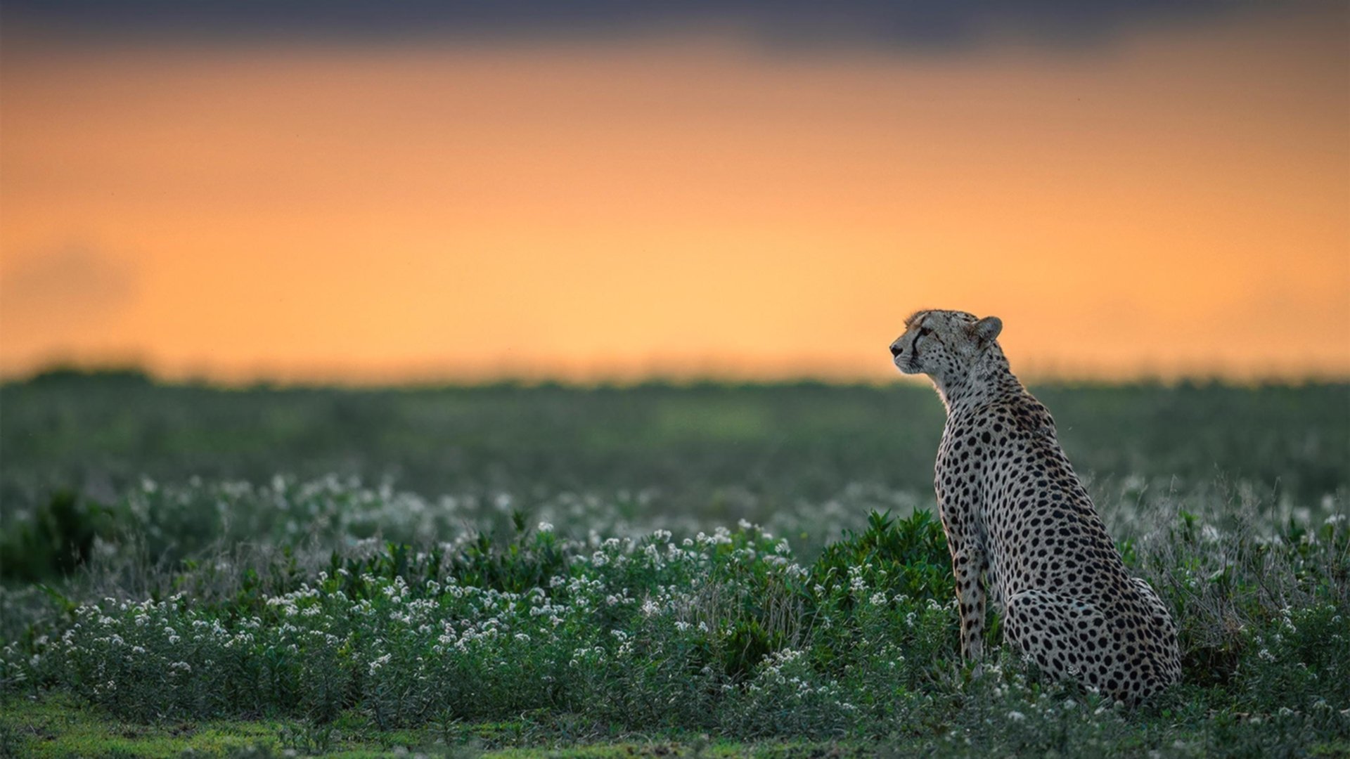 雷火电竞-钢铁屏障与绝对领域，卡塞米罗如何让一场拉美对决变成个人统治宣言