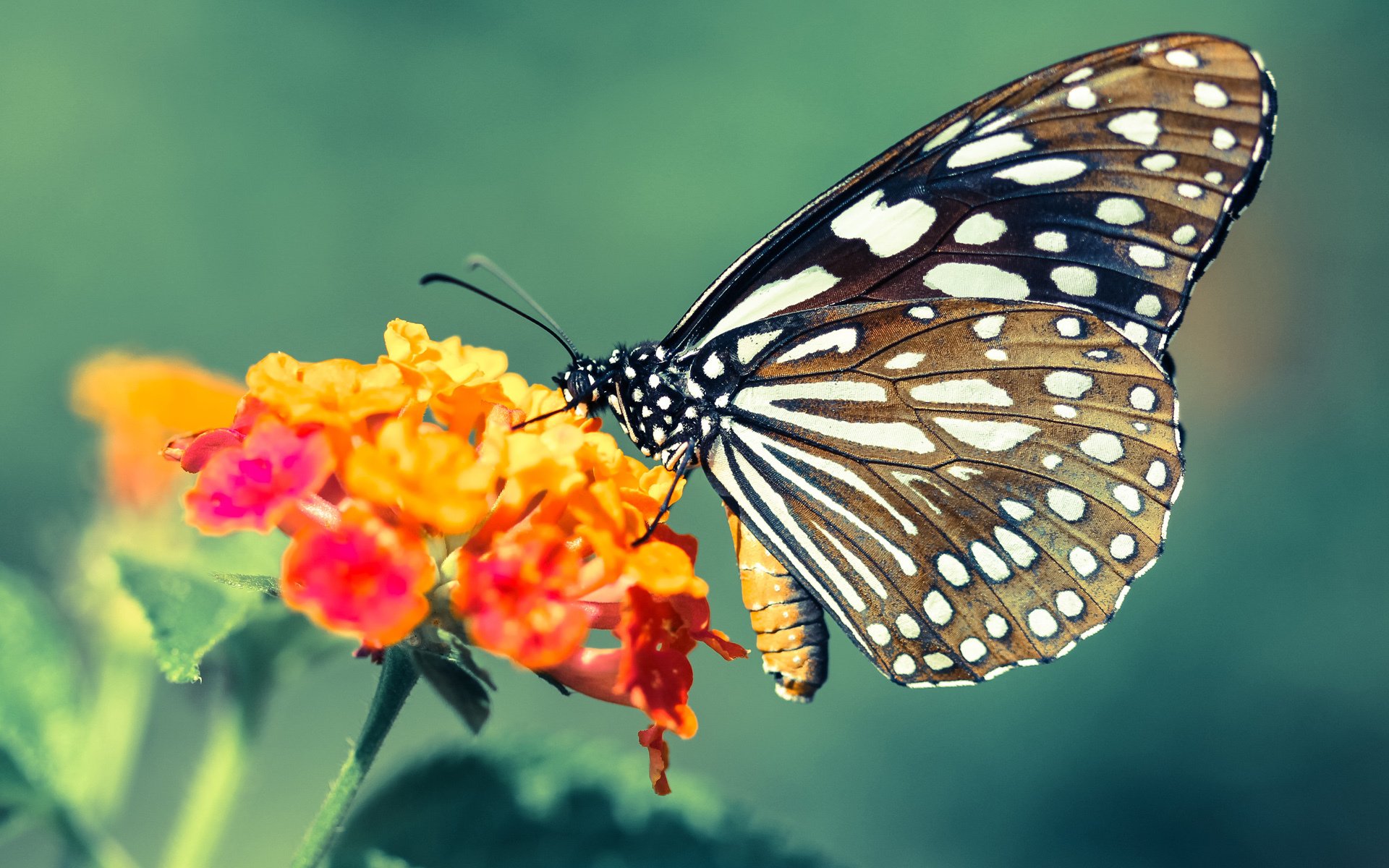 雷火电竞官网-拆解外星密码，文班亚马的无解之谜与独行侠的狂胜方程式
