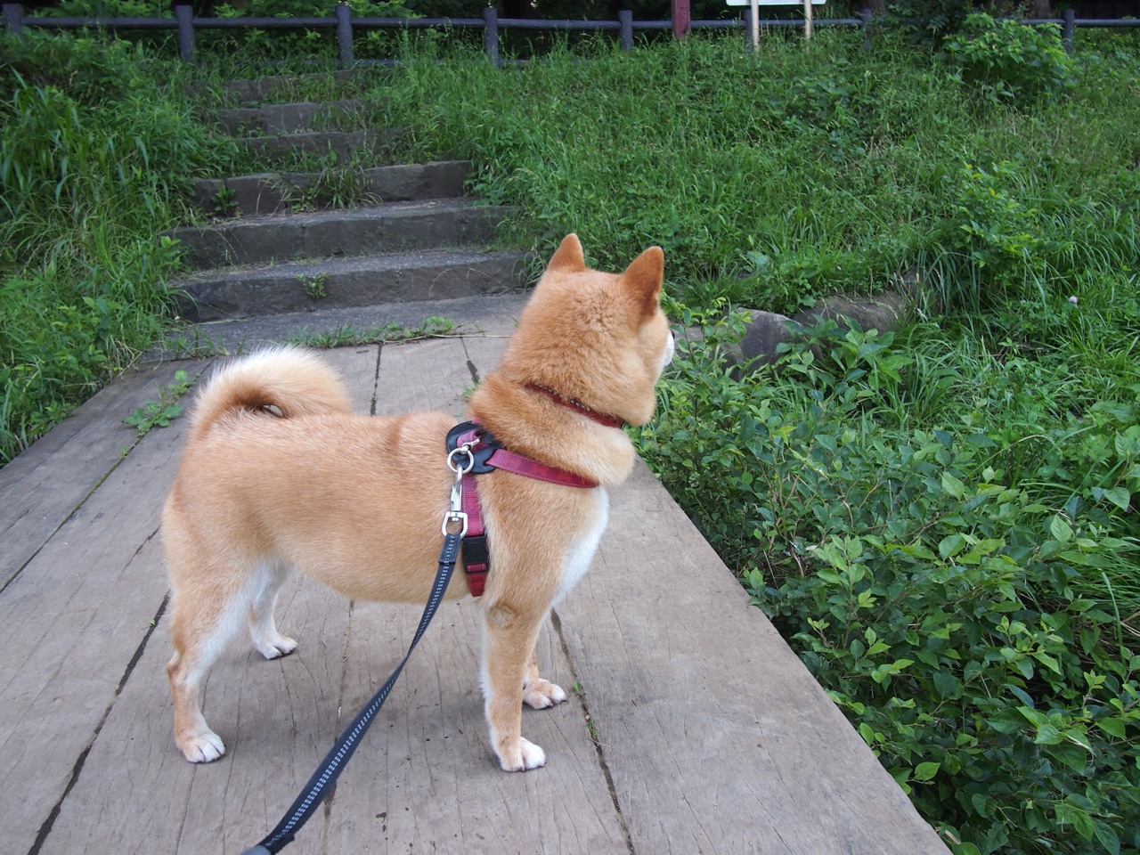 雷火电竞简介-小贾伦关键节点连砍分数定乾坤，篮网压哨绝杀马刺引爆全场