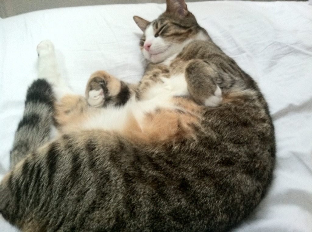 雷火电竞app-当赛道变身绿茵场，一场用轮胎演绎的威尔士式击溃—解析F1争冠战的马德里竞技困局