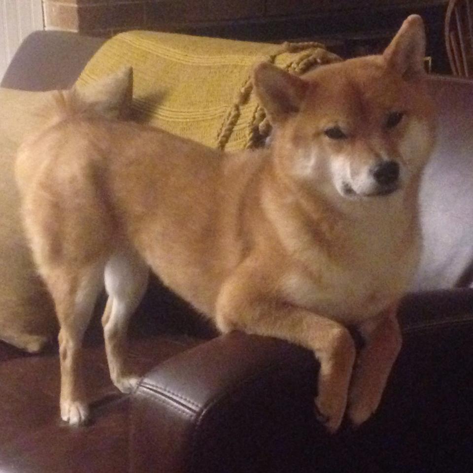 神祇与机器，当广厦的最后时刻遇见西决的冰冷杀手