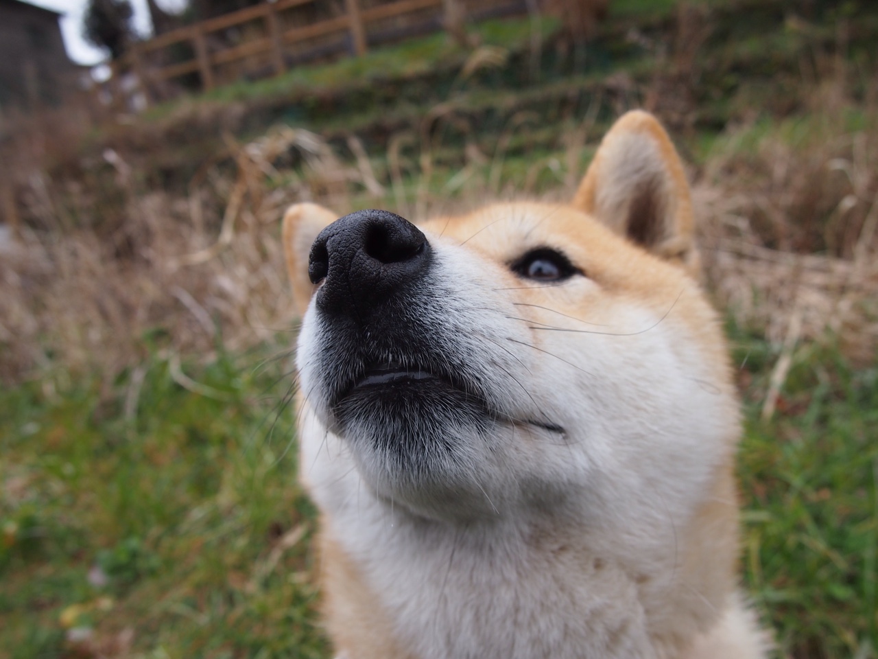 雷火电竞亚洲先驱-凤凰掠雪原，当福克斯的无解成为掘金高原的永恒谜题